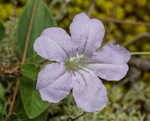 Fringeleaf wild petunia